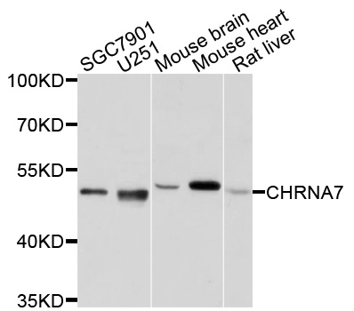 CHRNA7 Antibody - Western blot analysis of extracts of various cell lines, using CHRNA7 antibody at 1:1000 dilution. The secondary antibody used was an HRP Goat Anti-Rabbit IgG (H+L) at 1:10000 dilution. Lysates were loaded 25ug per lane and 3% nonfat dry milk in TBST was used for blocking. An ECL Kit was used for detection and the exposure time was 5s.