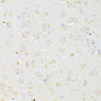 CHRNA7 Antibody - Immunohistochemistry of paraffin-embedded mouse brain using CHRNA7 antibodyat dilution of 1:100 (40x lens).