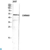 CHRNA9 Antibody - Western Blot (WB) analysis of 293T lysis using CHRNA9 antibody.