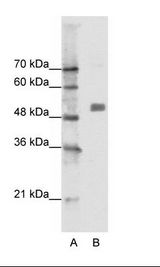 CHRNA9 Antibody - A: Marker, B: Jurkat Cell Lysate.  This image was taken for the unconjugated form of this product. Other forms have not been tested.