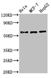 CHRNB1 Antibody - Western Blot Positive WB detected in:Hela whole cell lysate,MCF-7 whole cell lysate,HepG2 whole cell lysate All Lanes:CHRNB1 antibody at 3µg/ml Secondary Goat polyclonal to rabbit IgG at 1/50000 dilution Predicted band size: 57,50 KDa Observed band size: 57 KDa