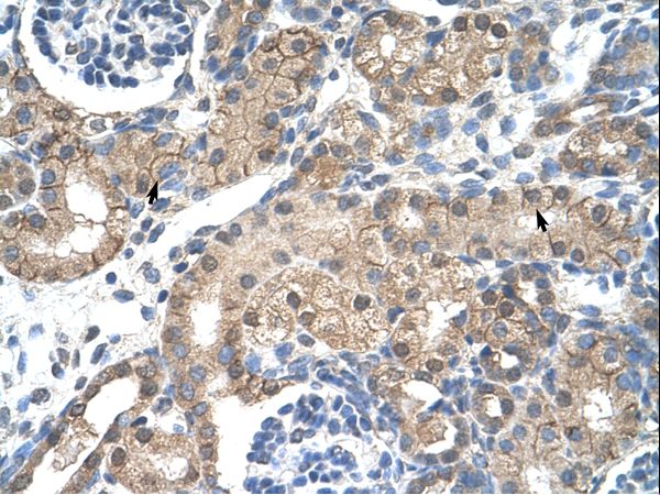 CHRNB2 Antibody - CHRNB2 antibody ARP34970_T100-NP_000739-CHRNB2(cholinergic receptor, nicotinic, beta 2 (neuronal)) Antibody was used in IHC to stain formalin-fixed, paraffin-embedded human kidney.  This image was taken for the unconjugated form of this product. Other forms have not been tested.