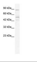 CHRNB2 Antibody - HepG2 Cell Lysate.  This image was taken for the unconjugated form of this product. Other forms have not been tested.