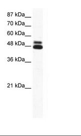 CHRNB2 Antibody - Daudi Cell Lysate.  This image was taken for the unconjugated form of this product. Other forms have not been tested.