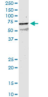 CHRNB2 Antibody - CHRNB2 monoclonal antibody (M01), clone 1C7. Western Blot analysis of CHRNB2 expression in rat testis.