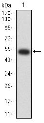 CHRNB2 Antibody - Western blot analysis using CHRNB2 mAb against human CHRNB2 (AA: extra 26-233) recombinant protein. (Expected MW is 51 kDa)