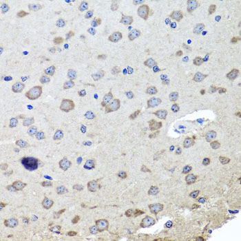 CHRNB2 Antibody - Immunohistochemistry of paraffin-embedded mouse brain tissue.