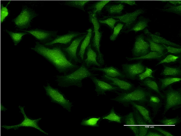 CHRNB3 Antibody - Immunofluorescence of monoclonal antibody to CHRNB3 on HeLa cell . [antibody concentration 10 ug/ml]