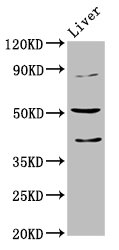 CHRNB3 Antibody - Positive Western Blot detected in Mouse liver tissue. All lanes: CHRNB3 antibody at 5.1 µg/ml Secondary Goat polyclonal to rabbit IgG at 1/50000 dilution. Predicted band size: 53 KDa. Observed band size: 53 KDa