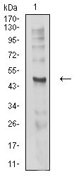 CHRND Antibody - Western blot analysis using CHRND mouse mAb against C6 (1) cell lysate.