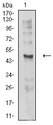 CHRND Antibody - Western blot analysis using CHRND mouse mAb against C6 (1) cell lysate.