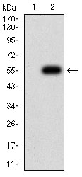 CHRND Antibody - Western blot analysis using CHRND mAb against HEK293 (1) and CHRND (AA: extra 22-245)-hIgGFc transfected HEK293 (2) cell lysate.