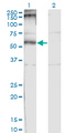 CHRND Antibody - Western Blot analysis of CHRND expression in transfected 293T cell line by CHRND monoclonal antibody (M01), clone 2B2.Lane 1: CHRND transfected lysate (Predicted MW: 58.9 KDa).Lane 2: Non-transfected lysate.