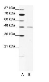 CHRND Antibody - A: Marker, B: HepG2 Cell Lysate.  This image was taken for the unconjugated form of this product. Other forms have not been tested.