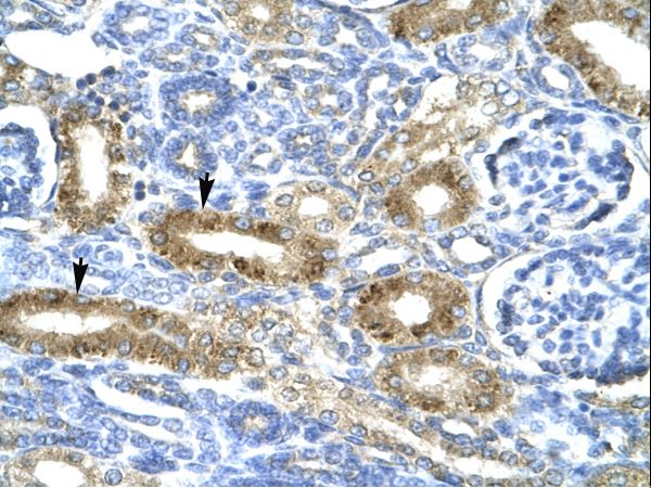 CHRND Antibody - Human Kidney.  This image was taken for the unconjugated form of this product. Other forms have not been tested.