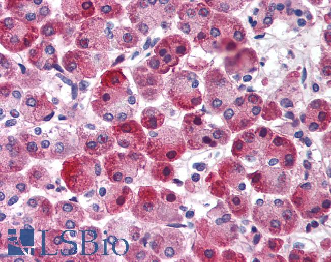 CHRND Antibody - Pancreas.  This image was taken for the unconjugated form of this product. Other forms have not been tested.
