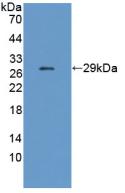 CHRNE Antibody - Western Blot; Sample: Recombinant CHRNe, Mouse.