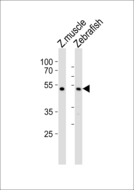 CHST1 Antibody - Western blot of lysates from zebra fish muscle, Zebrafish tissue lysate (from left to right) with (DANRE) chst1 Antibody. Antibody was diluted at 1:1000 at each lane. A goat anti-rabbit IgG H&L (HRP) at 1:5000 dilution was used as the secondary antibody. Lysates at 35 ug per lane.