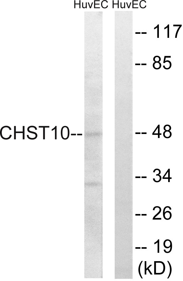 CHST10 Antibody - Western blot analysis of lysates from HUVEC cells, using CHST10 Antibody. The lane on the right is blocked with the synthesized peptide.
