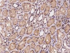 CHST10 Antibody - Immunochemical staining of human CHST10 in human kidney with rabbit polyclonal antibody at 1:100 dilution, formalin-fixed paraffin embedded sections.