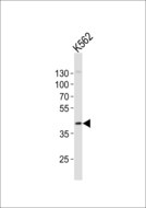 CHST11 Antibody - Western blot of lysate from K562 cell line, using CHST11 antibody diluted at 1:1000. A goat anti-rabbit IgG H&L (HRP) at 1:10000 dilution was used as the secondary antibody. Lysate at 20 ug.