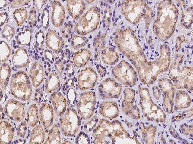 CHST11 Antibody - Immunochemical staining of human CHST11 in human kidney with rabbit polyclonal antibody at 1:100 dilution, formalin-fixed paraffin embedded sections.