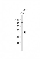 CHST12 Antibody - Anti-CHST12 Antibody at 1:2000 dilution + HL-60 whole cell lysates Lysates/proteins at 20 ug per lane. Secondary Goat Anti-Rabbit IgG, (H+L), Peroxidase conjugated at 1/10000 dilution Predicted band size : 48 kDa Blocking/Dilution buffer: 5% NFDM/TBST.