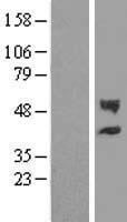 CHST12 Protein - Western validation with an anti-DDK antibody * L: Control HEK293 lysate R: Over-expression lysate