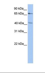 CHST13 Antibody - HepG2 cell lysate. Antibody concentration: 1.0 ug/ml. Gel concentration: 12%.  This image was taken for the unconjugated form of this product. Other forms have not been tested.