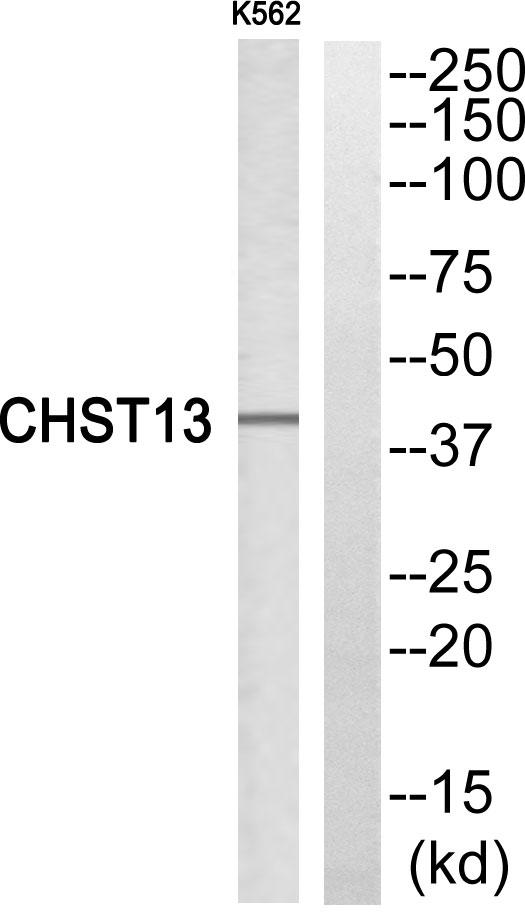 CHST13 Antibody - Western blot analysis of extracts from K562 cells, using CHST13 antibody.