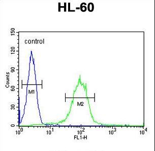 CHST2 Antibody - CHST2 Antibody flow cytometry of HL-60 cells (right histogram) compared to a negative control cell (left histogram). FITC-conjugated goat-anti-rabbit secondary antibodies were used for the analysis.