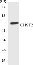 CHST2 Antibody - Western blot analysis of the lysates from K562 cells using CHST2 antibody.