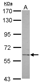CHST2 Antibody - Sample (30 ug of whole cell lysate) A: U87-MG 7.5% SDS PAGE CHST2 antibody diluted at 1:1000
