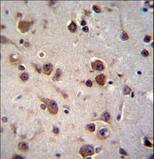 CHST6 Antibody - CHST6 Antibody immunohistochemistry of formalin-fixed and paraffin-embedded human brain tissue followed by peroxidase-conjugated secondary antibody and DAB staining.