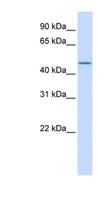 CHST6 Antibody - CHST6 antibody Western blot of 293T cell lysate. This image was taken for the unconjugated form of this product. Other forms have not been tested.