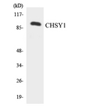 CHSY1 Antibody - Western blot analysis of the lysates from HepG2 cells using CHSY1 antibody.