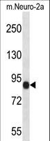 CHSY1 Antibody - CHSY1 Antibody western blot of mouse Neuro-2a cell line lysates (35 ug/lane). The CHSY1 antibody detected the CHSY1 protein (arrow).