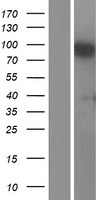 CHSY1 Protein - Western validation with an anti-DDK antibody * L: Control HEK293 lysate R: Over-expression lysate