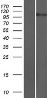 CHSY3 / CSS3 Protein - Western validation with an anti-DDK antibody * L: Control HEK293 lysate R: Over-expression lysate