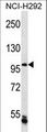 CHTF18 / RUVBL Antibody - CHTF18 Antibody western blot of NCI-H292 cell line lysates (35 ug/lane). The CHTF18 antibody detected the CHTF18 protein (arrow).