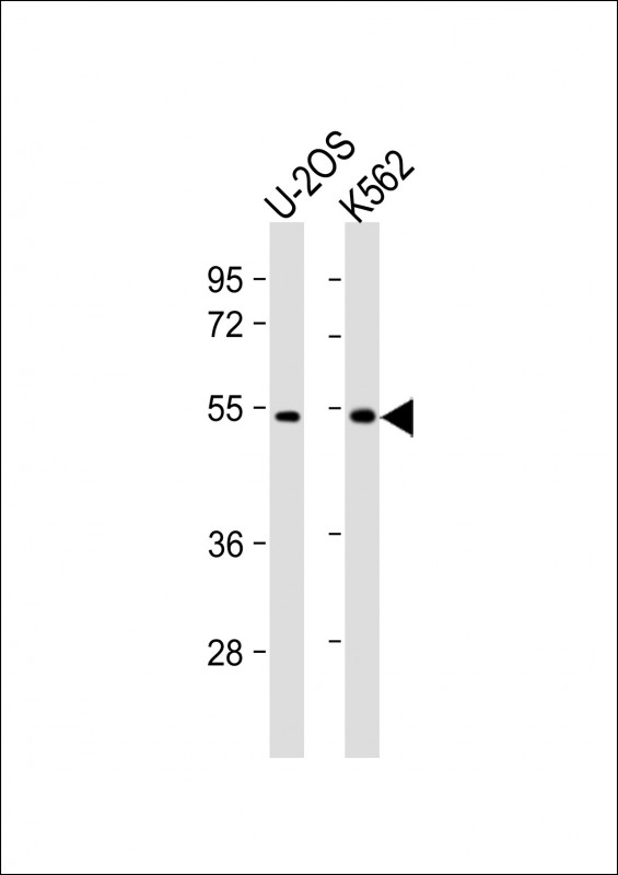 CHTF8 / C10orf18 Antibody - All lanes: Anti-CHTF8 Antibody (C-Term) at 1:2000 dilution Lane 1: U-2OS whole cell lysate Lane 2: K562 whole cell lysate Lysates/proteins at 20 µg per lane. Secondary Goat Anti-Rabbit IgG, (H+L), Peroxidase conjugated at 1/10000 dilution. Predicted band size: 51 kDa Blocking/Dilution buffer: 5% NFDM/TBST.