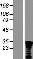 CHTOP / FOP Protein - Western validation with an anti-DDK antibody * L: Control HEK293 lysate R: Over-expression lysate