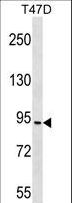CHUK / IKKA / IKK Alpha Antibody - CHUK Antibody western blot of T47D cell line lysates (35 ug/lane). The CHUK antibody detected the CHUK protein (arrow).