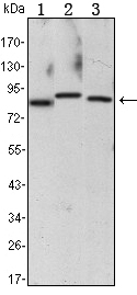 CHUK / IKKA / IKK Alpha Antibody - Western blot using CHUK mouse monoclonal antibody against Raji (1), Jurkat (2) and THP-1 (3) cell lysate.