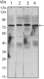 CHUK / IKKA / IKK Alpha Antibody - Western blot using CHUK mouse monoclonal antibody against Raji (1), Jurkat (2), THP-1 (3) and K562 (4) cell lysate.
