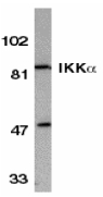 CHUK / IKKA / IKK Alpha Antibody - Western blot of IKKa in HeLa whole cell lysate with IKKa antibody at 1:500 dilution.