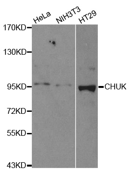 CHUK / IKKA / IKK Alpha Antibody - Western blot analysis of extracts of various cell lines.