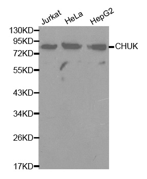 CHUK / IKKA / IKK Alpha Antibody - Western blot analysis of extracts of various cell lines, using CHUK antibody. The secondary antibody used was an HRP Goat Anti-Rabbit IgG (H+L) at 1:10000 dilution. Lysates were loaded 25ug per lane and 3% nonfat dry milk in TBST was used for blocking.