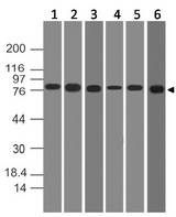 CHUK / IKKA / IKK Alpha Antibody - Fig-1: Western blot analysis of IKK alpha. Anti-IKK alpha antibody was used at 2 µg/ml on Hela, MCF7, U87, mSmall Intestine, PC3 and 293 lysates.