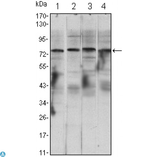 CHUK / IKKA / IKK Alpha Antibody - Western Blot (WB) analysis using IKKalpha Monoclonal Antibody against Raji (1), Jurkat (2), THP-1 (3) and K562 (4) cell lysate.